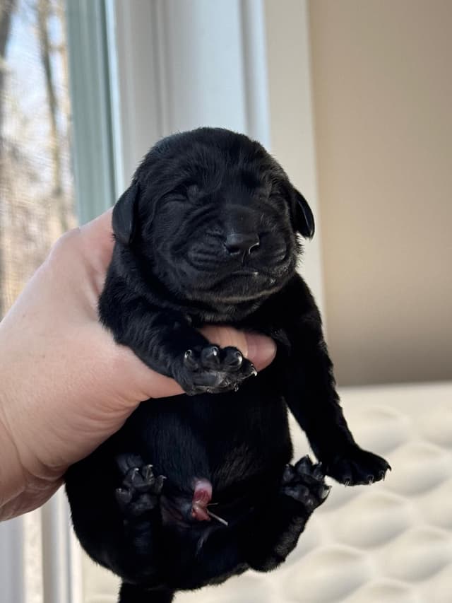 Champion English Labrador Puppies media 5