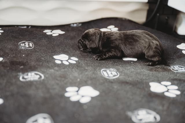 Champion English Labrador Puppies media 6