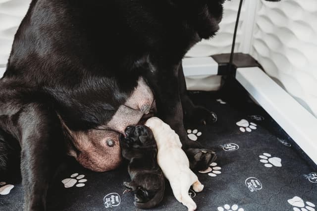 Champion English Labrador Puppies media 8