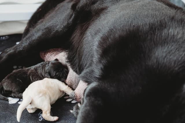 Champion English Labrador Puppies media 9
