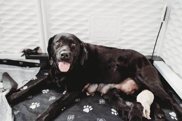 Champion English Labrador Puppies media 10