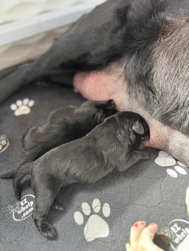 Champion English Labrador Puppies media 11