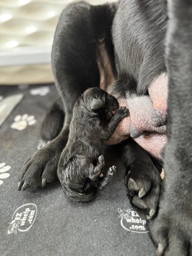 Champion English Labrador Puppies media 12