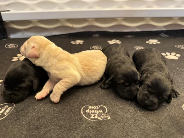 Champion English Labrador Puppies media 13