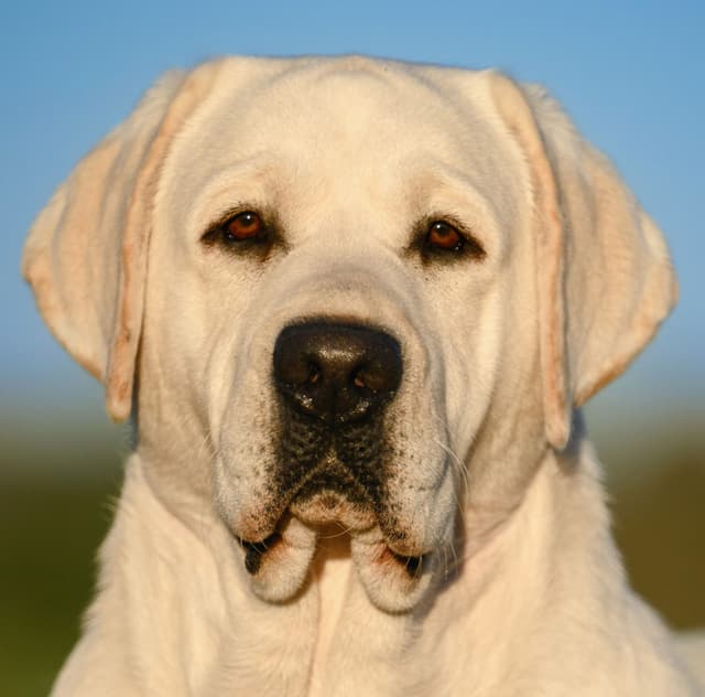 Champion English Labrador Puppies media 14