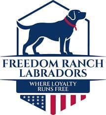 Champion English Labrador Puppies media 15