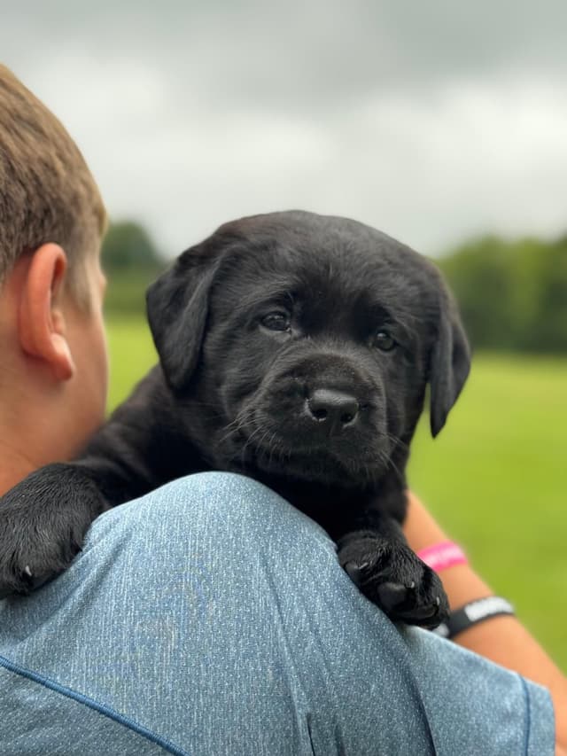Champion English Labrador Puppies media 16