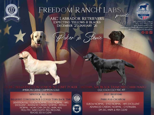 Champion English Labrador Puppies media 17