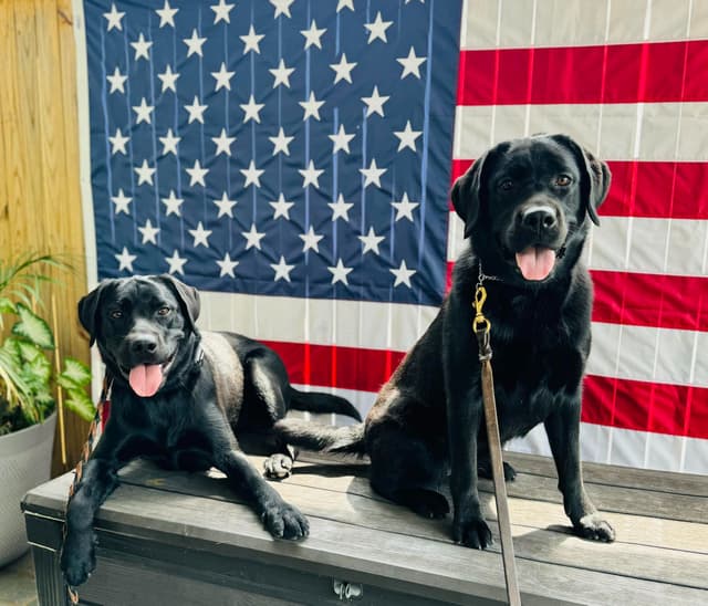 Champion English Labrador Puppies media 18