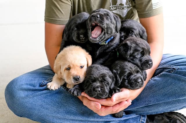 Champion English Labrador Puppies media 19
