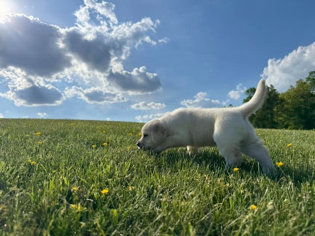 Champion English Labrador Puppies media 20