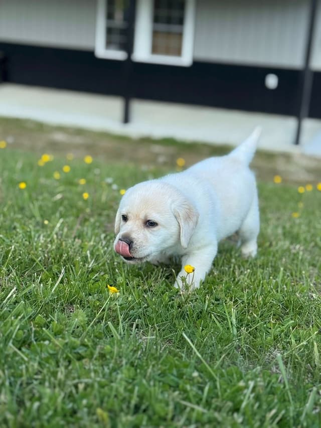Champion English Labrador Puppies media 21