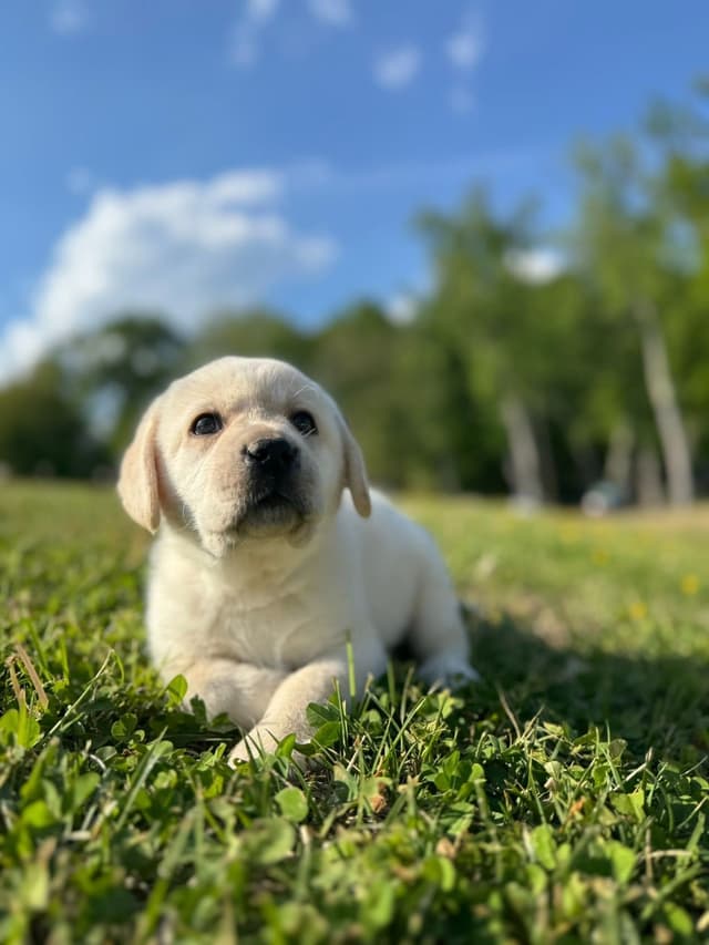 Champion English Labrador Puppies media 22