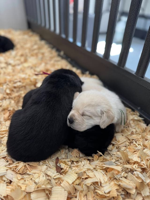 Champion English Labrador Puppies media 23