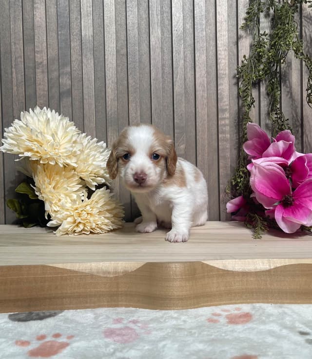 Dachshund Puppies media 2