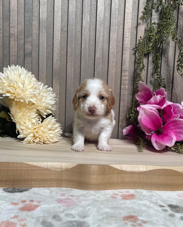Dachshund Puppies media 3