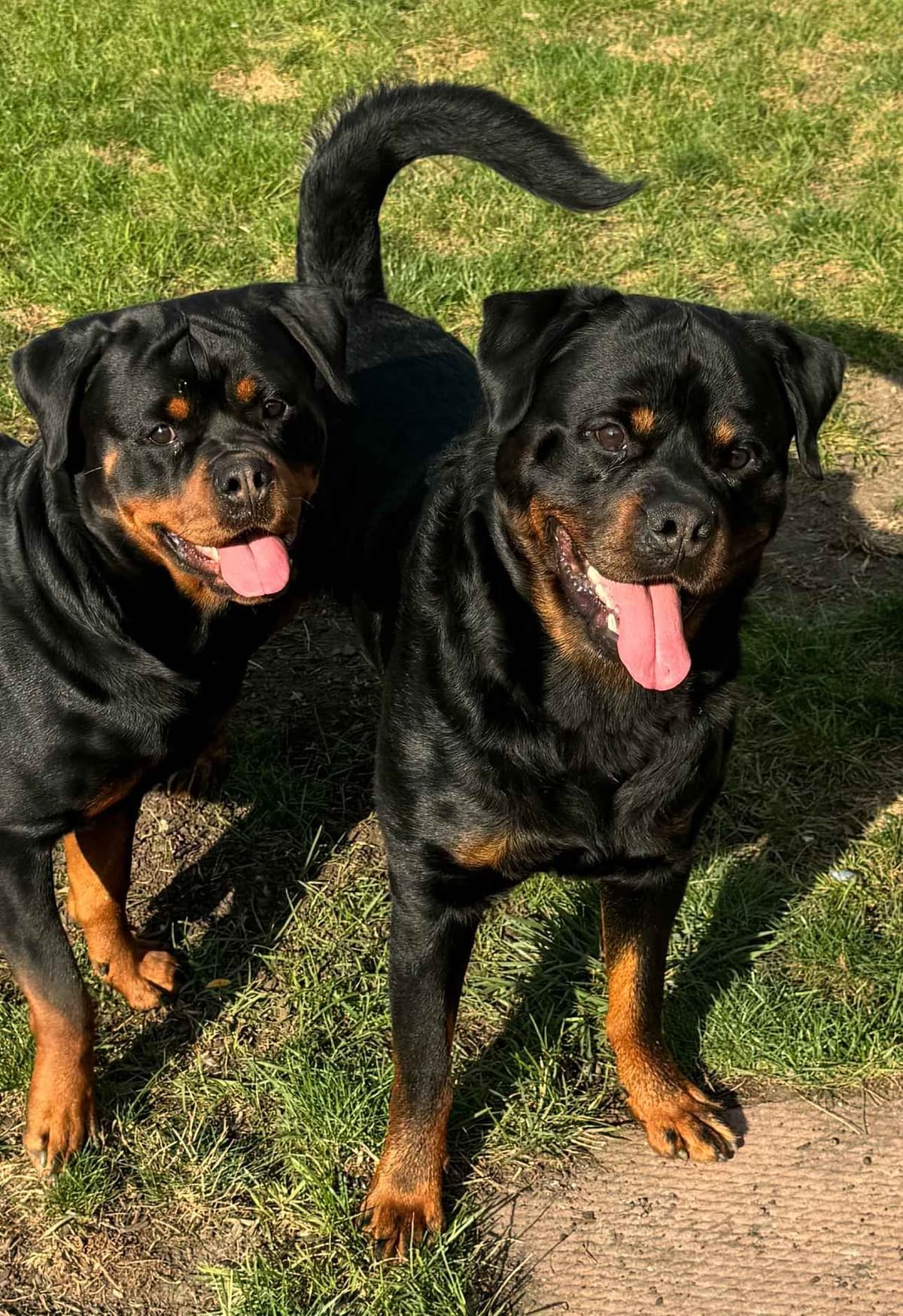 Rottweiler Puppies Imported Serbian Bloodlines breeder image 1