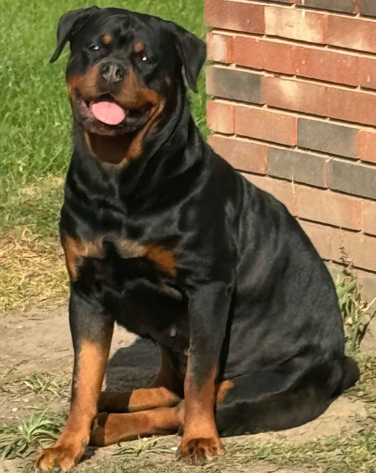 Rottweiler Puppies Imported Serbian Bloodlines breeder image 2