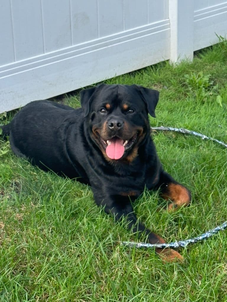 Rottweiler Puppies Imported Serbian Bloodlines breeder image 3