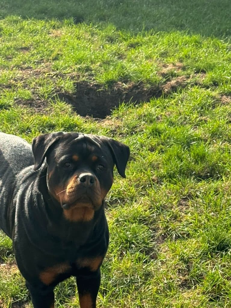 Rottweiler Puppies Imported Serbian Bloodlines breeder image 4