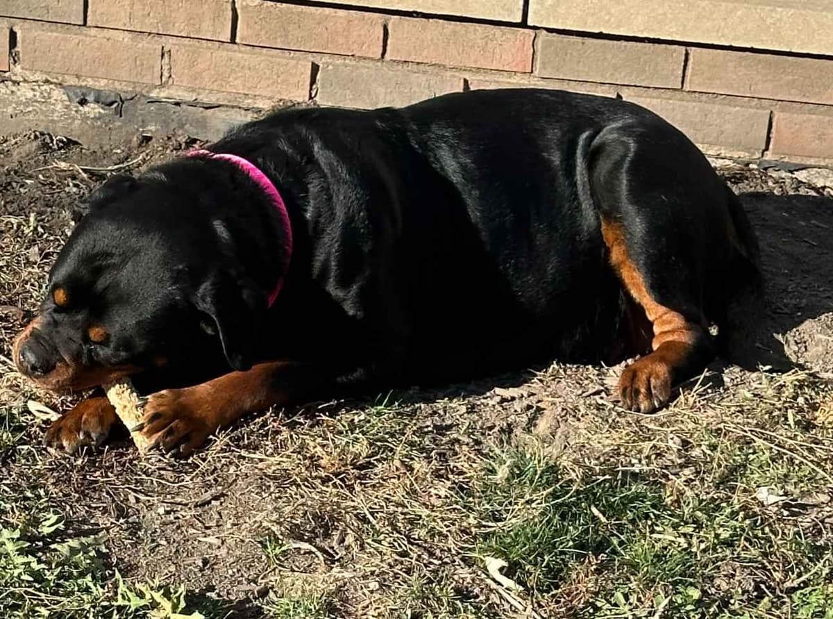 Rottweiler Puppies Imported Serbian Bloodlines breeder image 5