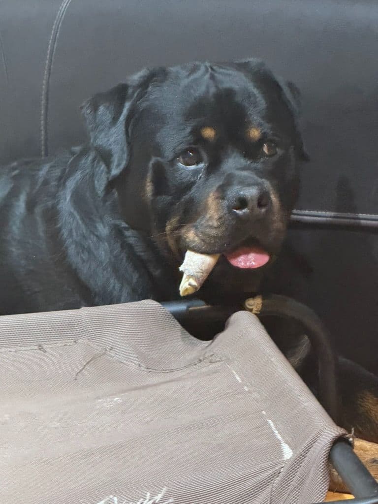 Rottweiler Puppies Imported Serbian Bloodlines breeder image 6