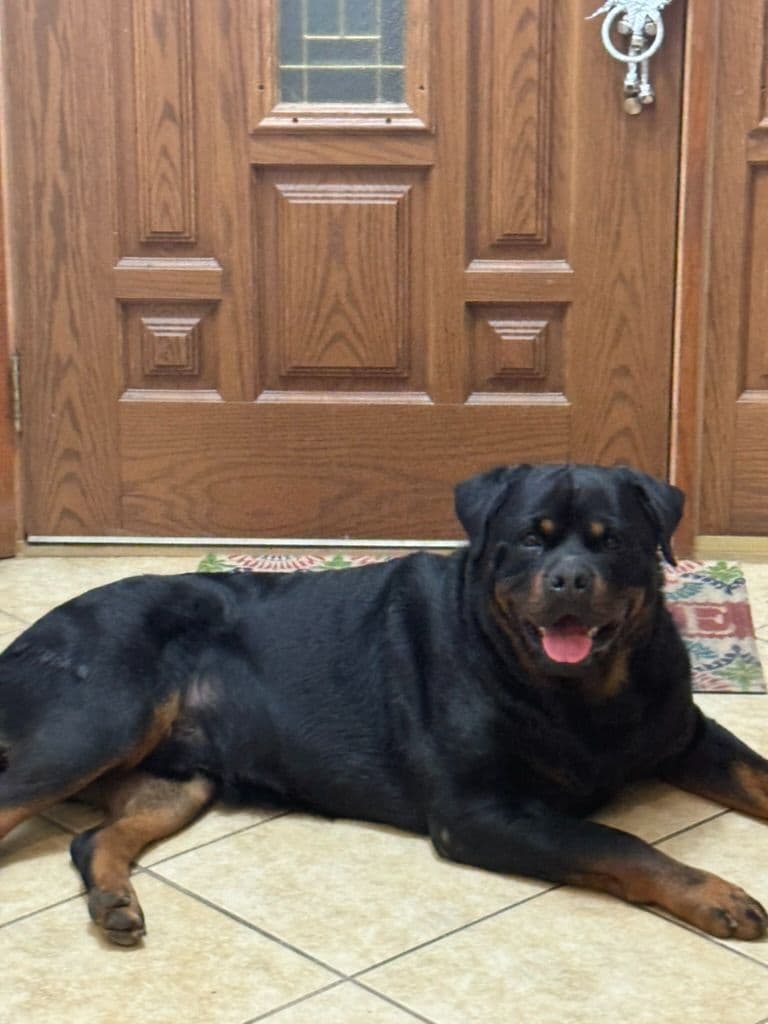 Rottweiler Puppies Imported Serbian Bloodlines breeder image 7