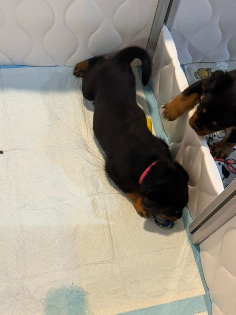 Rottweiler Puppies Imported Serbian Bloodlines breeder image 8
