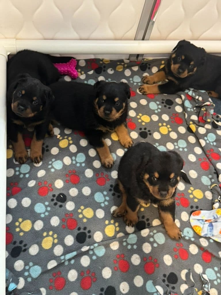 Rottweiler Puppies Imported Serbian Bloodlines breeder image 9