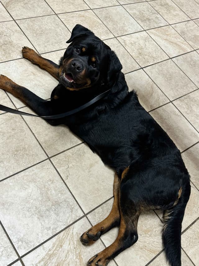 Rottweiler Puppies Imported Serbian Bloodlines media 2