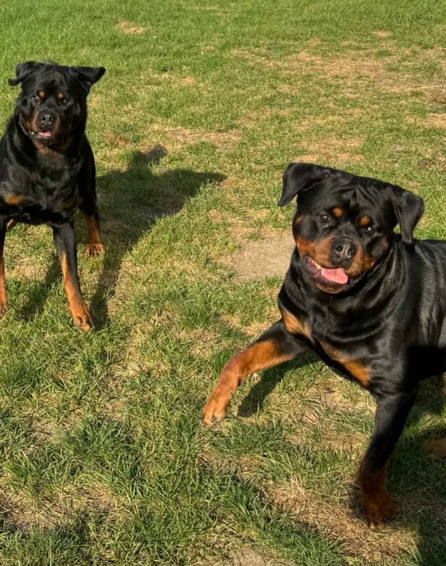 Rottweiler Puppies Imported Serbian Bloodlines media 3