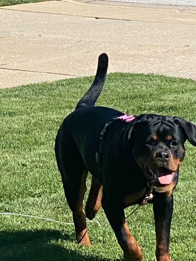 Rottweiler Puppies Imported Serbian Bloodlines media 4