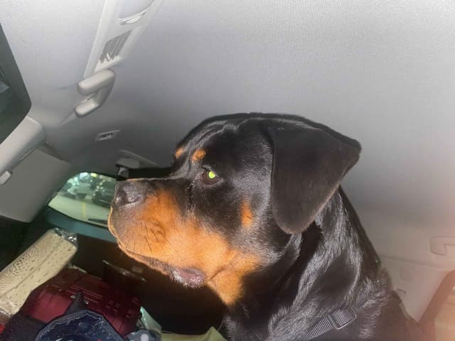 Rottweiler Puppies Imported Serbian Bloodlines media 5