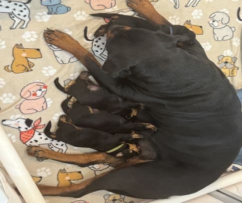 Rottweiler Puppies Imported Serbian Bloodlines media 7