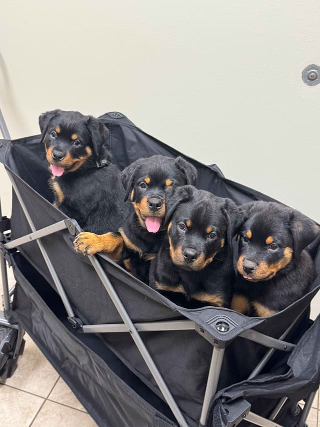 Rottweiler Puppies Imported Serbian Bloodlines media 8