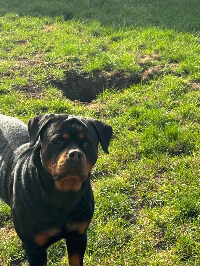 Rottweiler Puppies Imported Serbian Bloodlines media 10