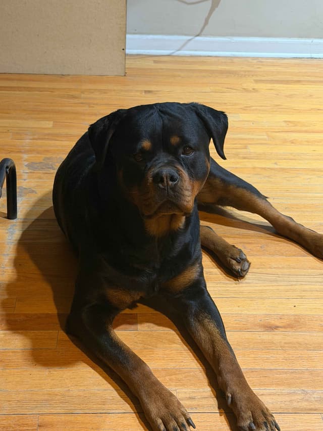 Rottweiler Puppies Imported Serbian Bloodlines media 11
