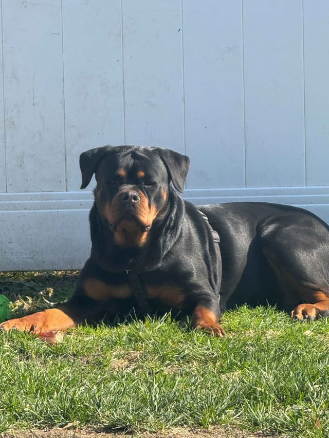 Rottweiler Puppies Imported Serbian Bloodlines media 12