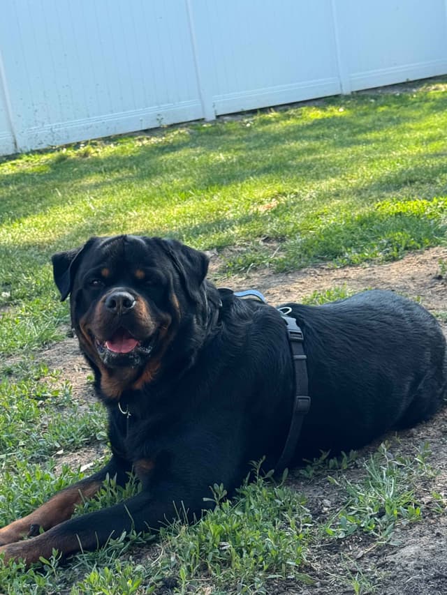 Rottweiler Puppies Imported Serbian Bloodlines media 13