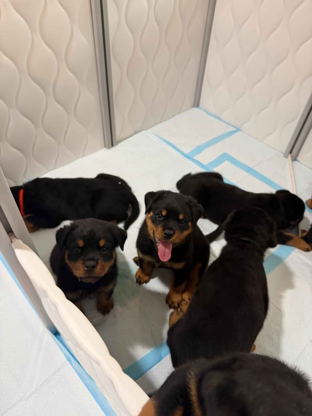 Rottweiler Puppies Imported Serbian Bloodlines media 15
