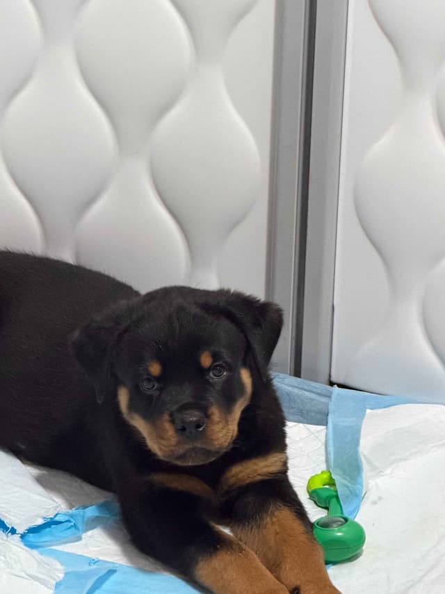 Rottweiler Puppies Imported Serbian Bloodlines media 17