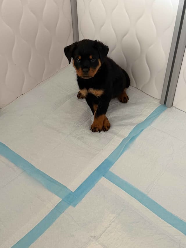 Rottweiler Puppies Imported Serbian Bloodlines media 18