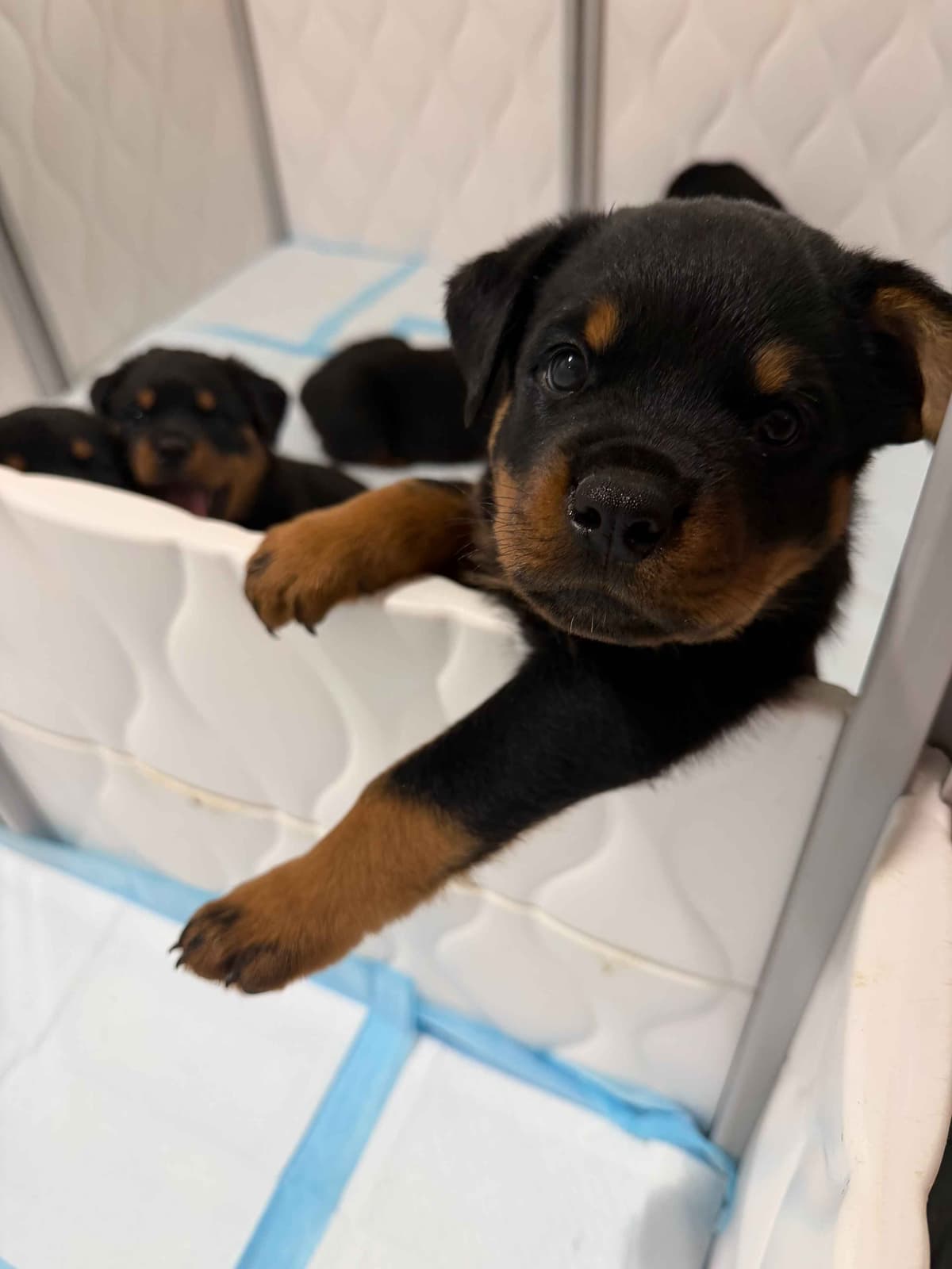 Rottweiler Puppies Imported Serbian Bloodlines breeder image 10