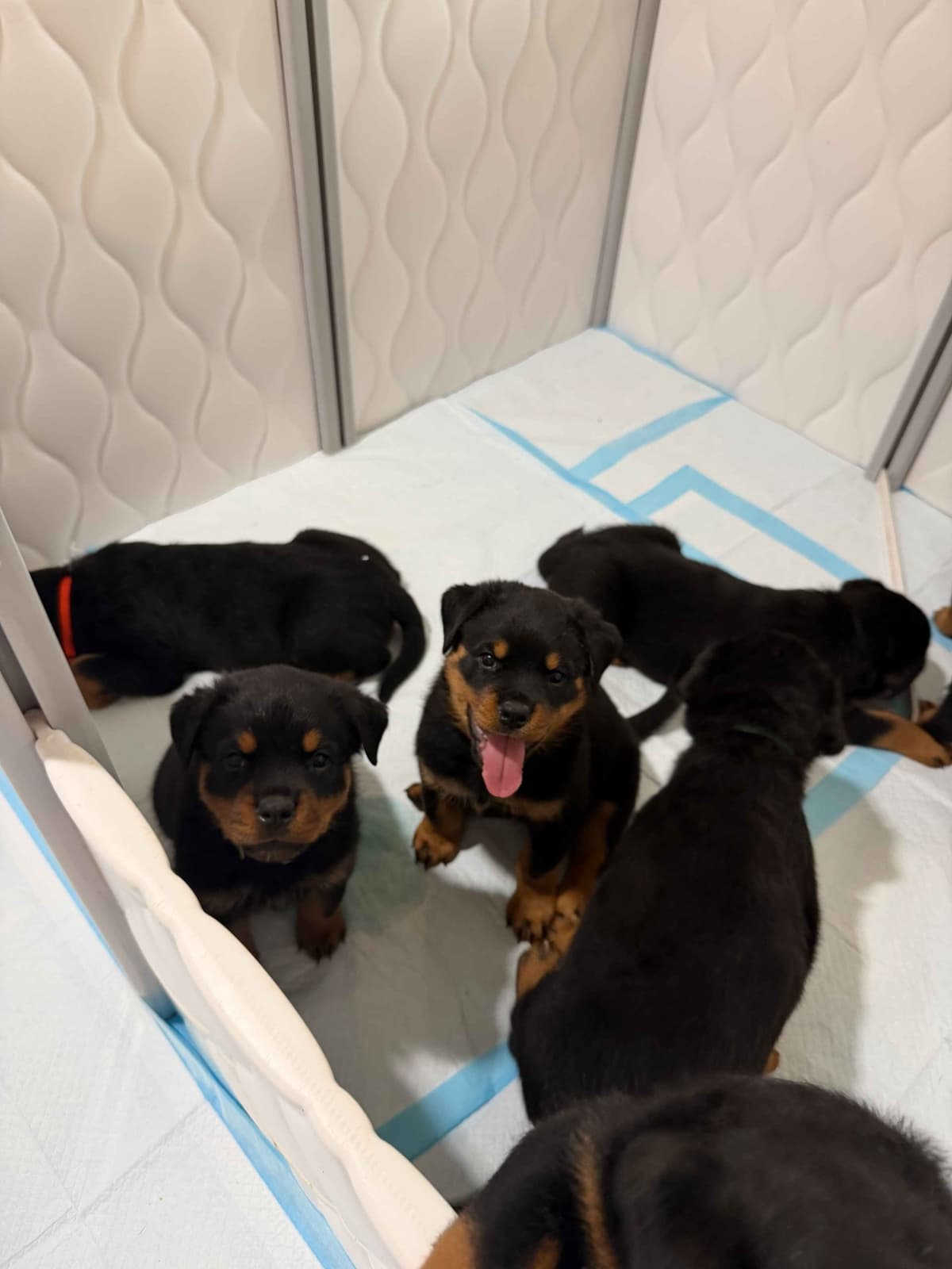 Rottweiler Puppies Imported Serbian Bloodlines breeder image 11