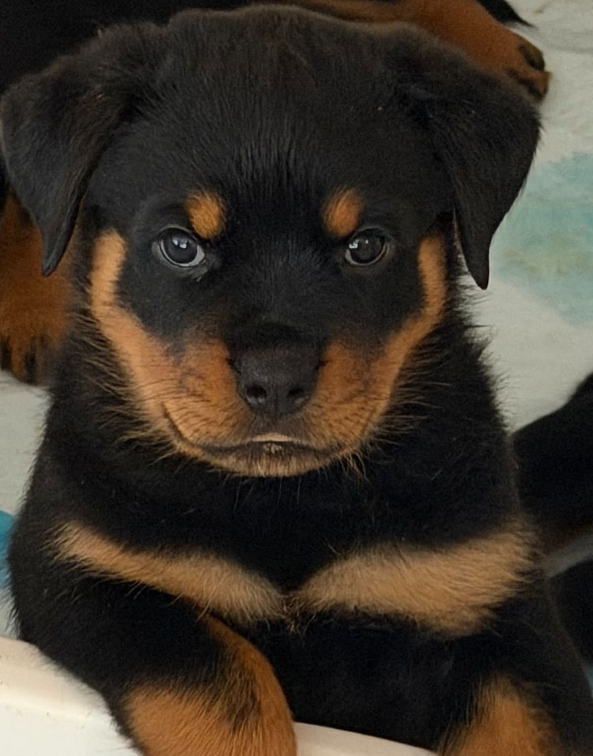 Rottweiler Puppies Imported Serbian Bloodlines breeder image 12