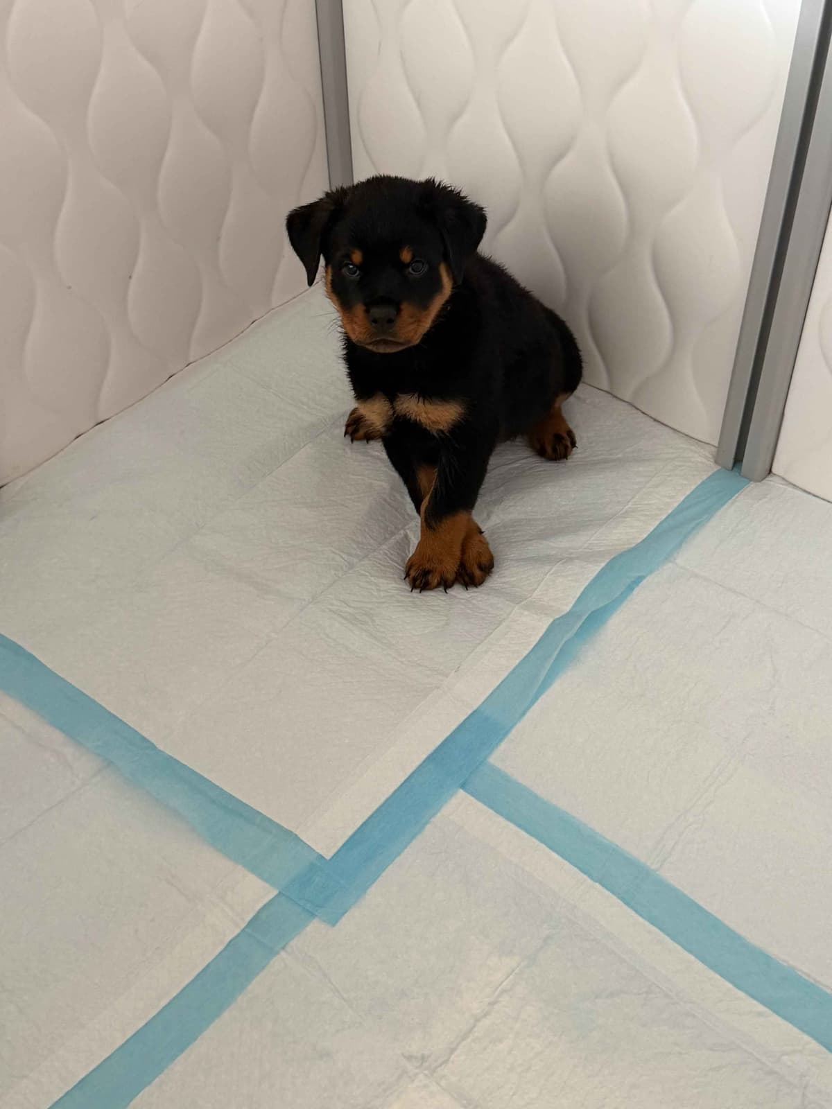 Rottweiler Puppies Imported Serbian Bloodlines breeder image 14