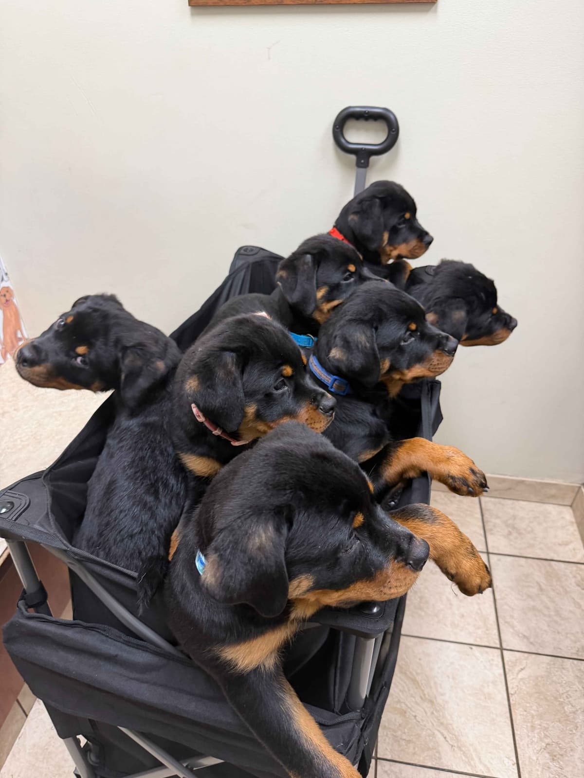 Rottweiler Puppies Imported Serbian Bloodlines breeder image 15