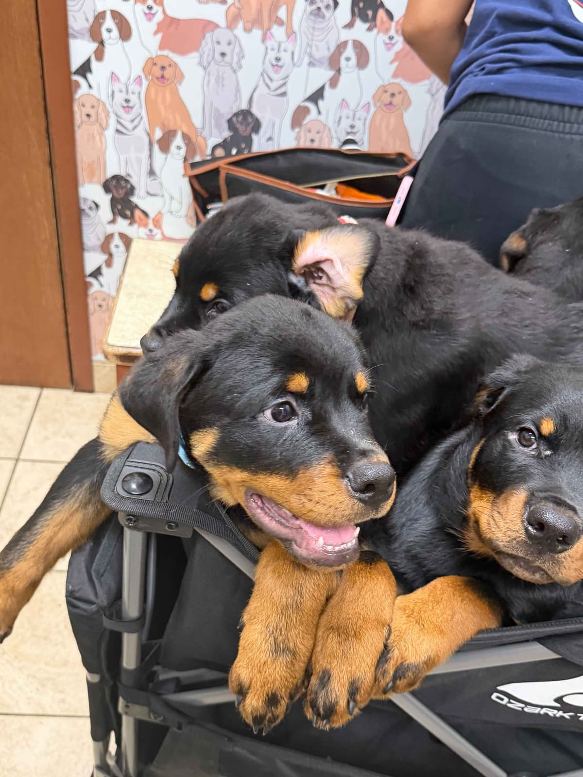 Rottweiler Puppies Imported Serbian Bloodlines breeder image 16
