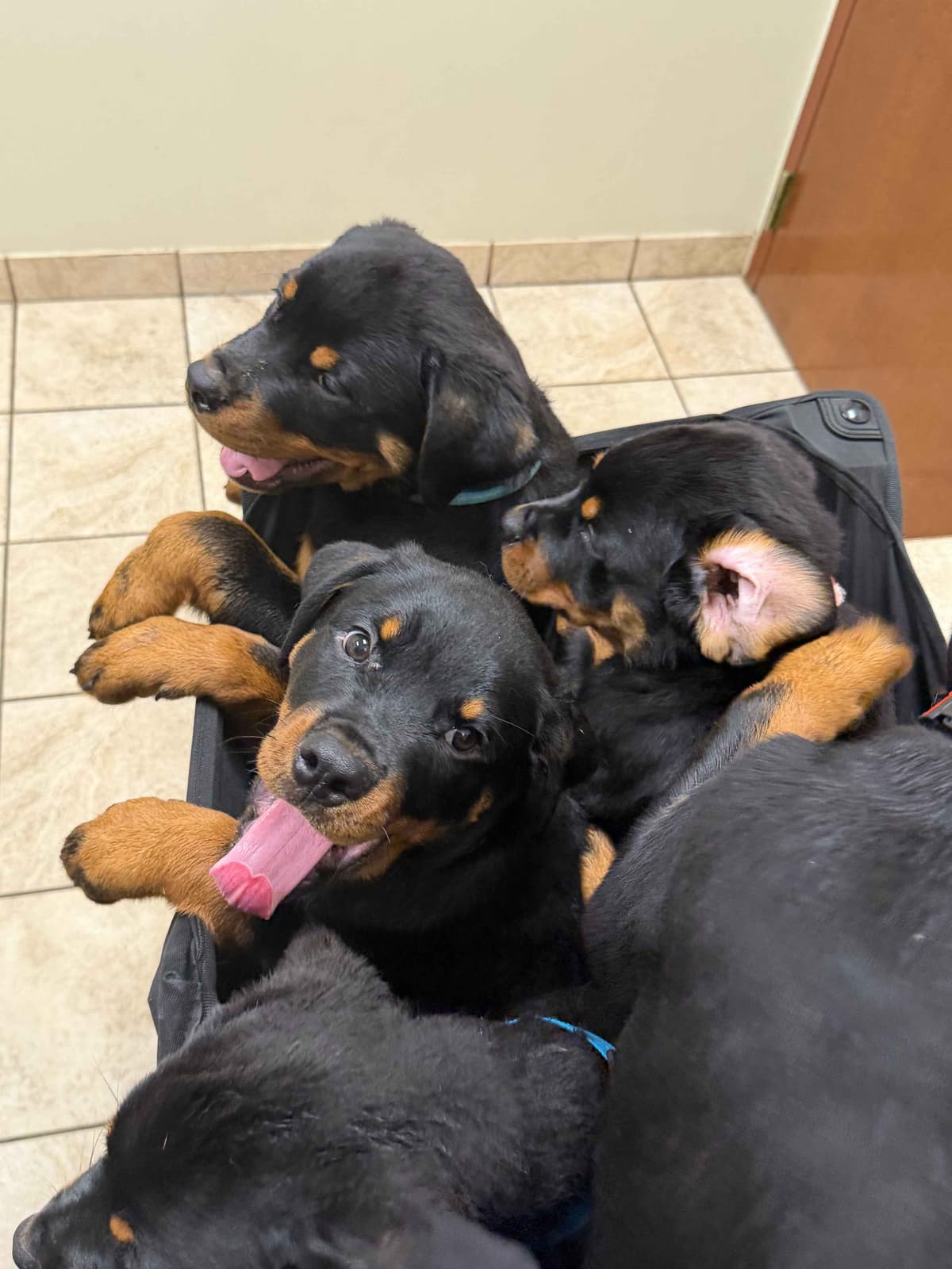 Rottweiler Puppies Imported Serbian Bloodlines breeder image 17