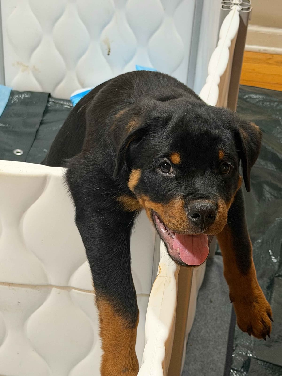 Rottweiler Puppies Imported Serbian Bloodlines breeder image 19